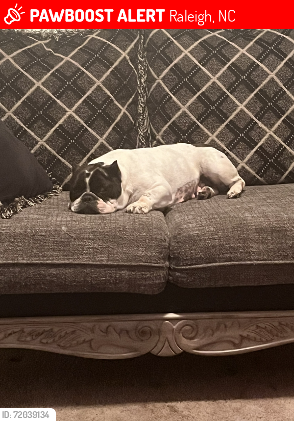 Lost Female Dog last seen Rock quarry rd, Raleigh, NC 27610