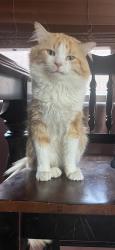 Lost Male Cat last seen University and Meridian, Mesa, AZ 85207