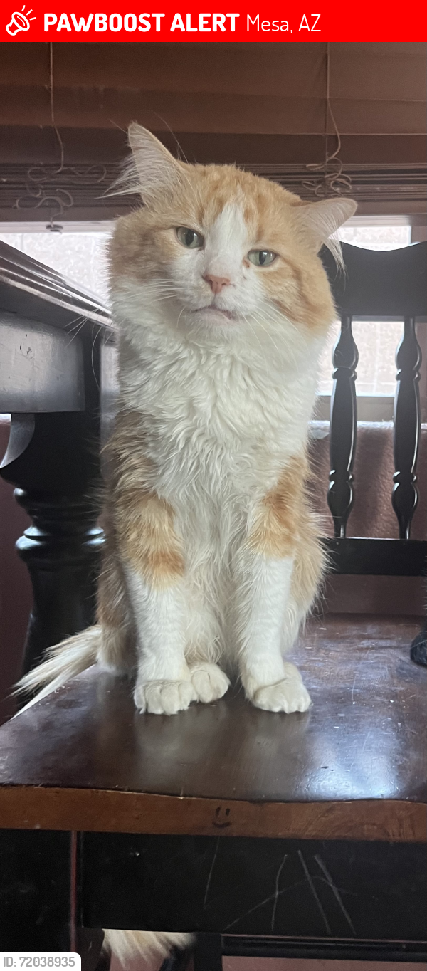 Lost Male Cat last seen University and Meridian, Mesa, AZ 85207