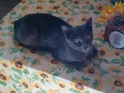 Lost Male Cat last seen Flora and belvedere ave , Stockton, CA 95205