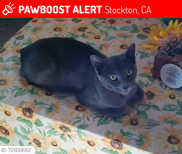 Lost Male Cat last seen Flora and belvedere ave , Stockton, CA 95205