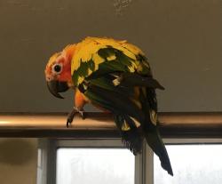Lost Male Bird last seen Southside Blvd and Atlantic Blvd, Jacksonville, FL 32216