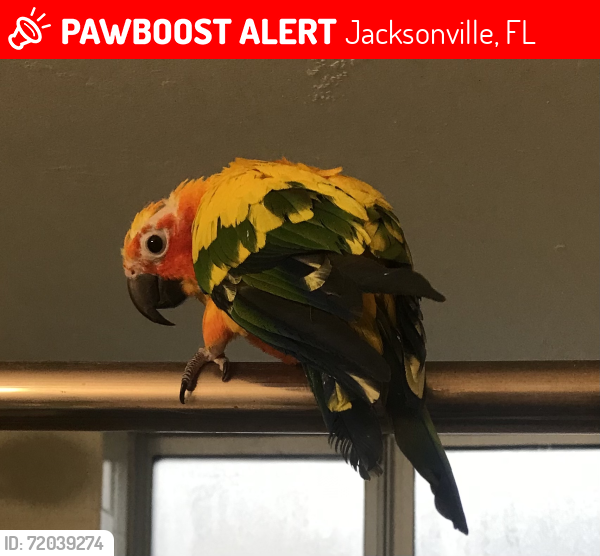 Lost Male Bird last seen Southside Blvd and Atlantic Blvd, Jacksonville, FL 32216