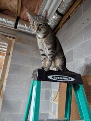 Lost Male Cat last seen Forest Hill Rd. between Montvale Rd and Cochran Rd; Blount County, TN Forest Hill Baptist Church, Maryville, TN 37803