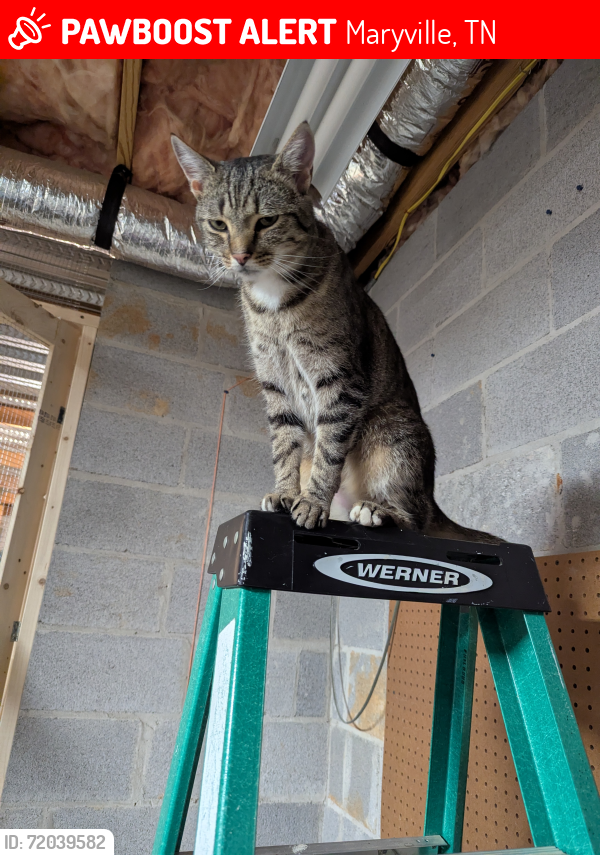 Lost Male Cat last seen Forest Hill Rd. between Montvale Rd and Cochran Rd; Blount County, TN Forest Hill Baptist Church, Maryville, TN 37803