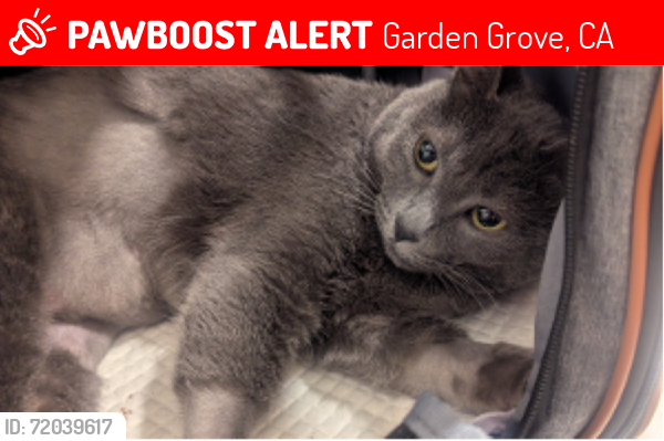 Lost Female Cat last seen Near Acacia Ave, Garden Grove, CA 92841, Garden Grove, CA 92841