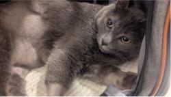 Lost Female Cat last seen Near Acacia Ave, Garden Grove, CA 92841, Garden Grove, CA 92841