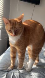 Lost Male Cat last seen Pleasant River, Timberland Dr, Waverly, Dimondale, MI 48821