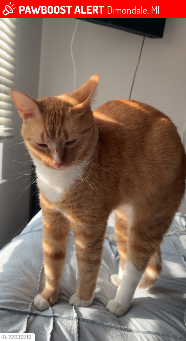 Lost Male Cat last seen Pleasant River, Timberland Dr, Waverly, Dimondale, MI 48821