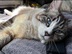 Lost Male Cat last seen Bering road , West Kelowna, BC V4T 1P3