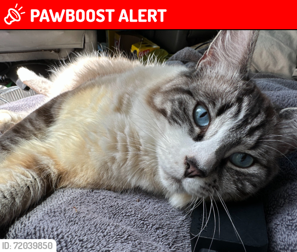 Lost Male Cat last seen Bering road , West Kelowna, BC V4T 1P3