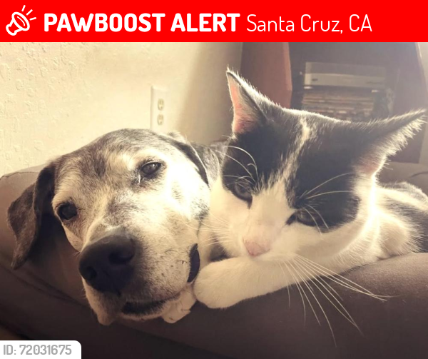 Lost Male Cat last seen pellegrini, Santa Cruz, CA 95062