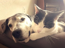 Lost Male Cat last seen pellegrini, Santa Cruz, CA 95062