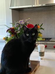 Lost Male Cat last seen Wagner Farm, Glenview, IL 60025