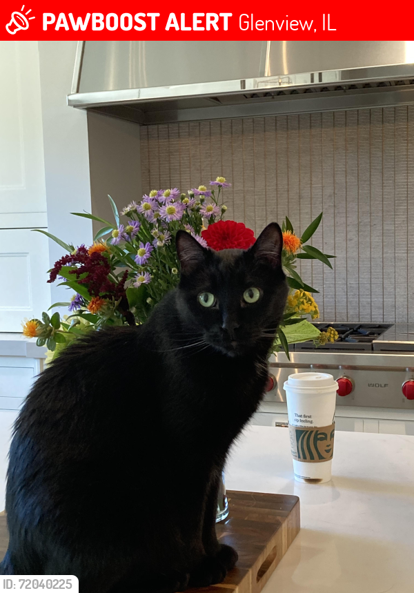 Lost Male Cat last seen Wagner Farm, Glenview, IL 60025