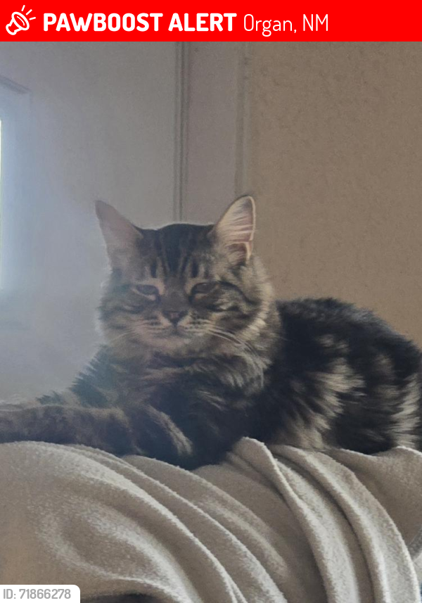 Lost Male Cat last seen 4th and Padre La Rue, Organ, NM 88052