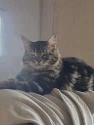 Lost Male Cat last seen 4th and Padre La Rue, Organ, NM 88052
