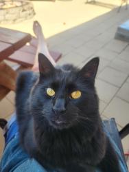 Lost Male Cat last seen Near Iverson rd, Parma idaho 83660, Parma, ID 83660