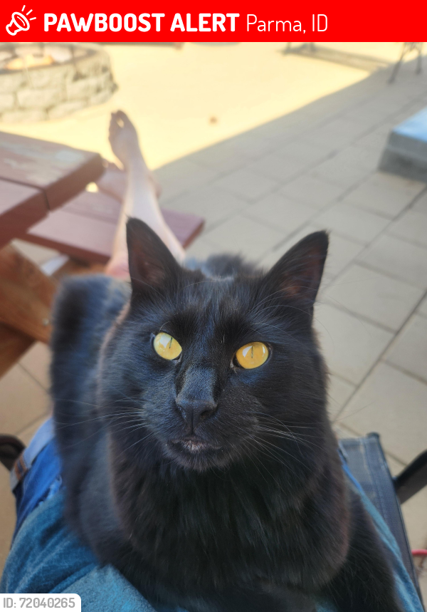 Lost Male Cat last seen Near Iverson rd, Parma idaho 83660, Parma, ID 83660