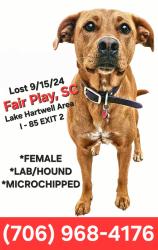 Lost Female Dog last seen Marett Carnes Road, Exit 2- Interstate 85, Lake Hartwell, Fair Play, SC, Fair Play, SC 29643