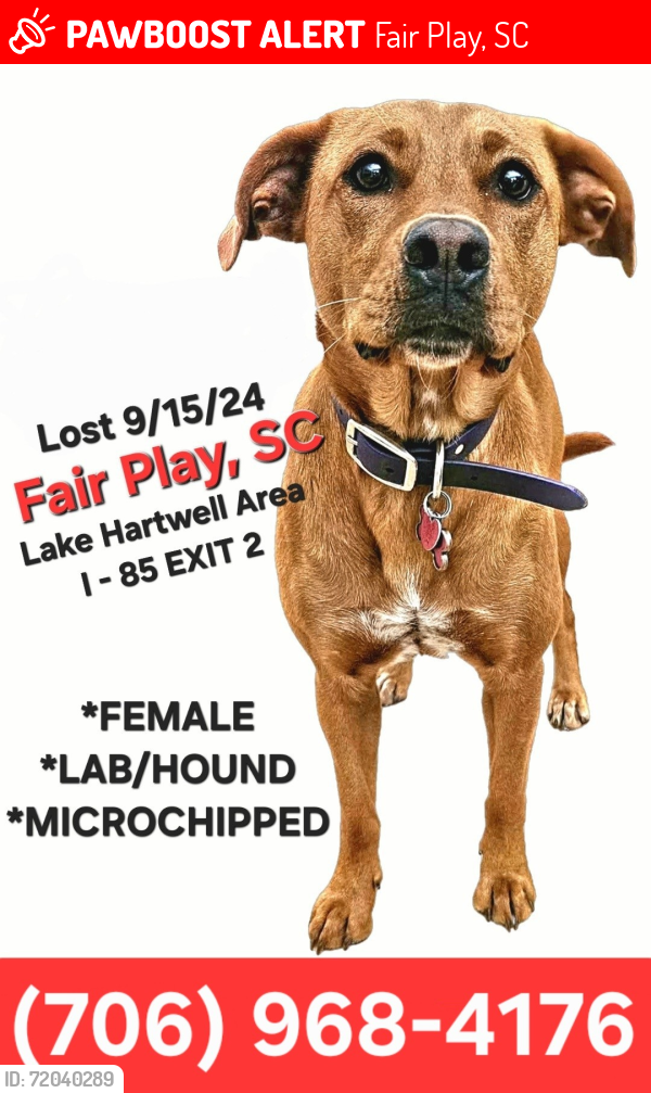 Lost Female Dog last seen Marett Carnes Road, Exit 2- Interstate 85, Lake Hartwell, Fair Play, SC, Fair Play, SC 29643
