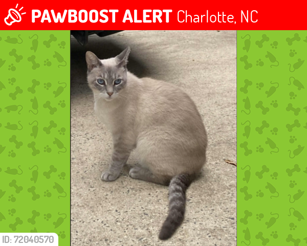 Lost Female Cat last seen Alexander Rd / Providence Road, Charlotte, NC 28270