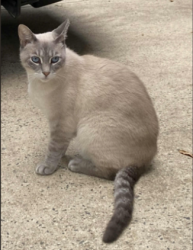 Lost Female Cat last seen Alexander Rd / Providence Road, Charlotte, NC 28270
