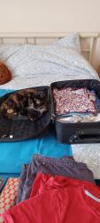 Reunited Female Cat last seen Northern Parade, Mountbatten Centre , Portsmouth, England PO2