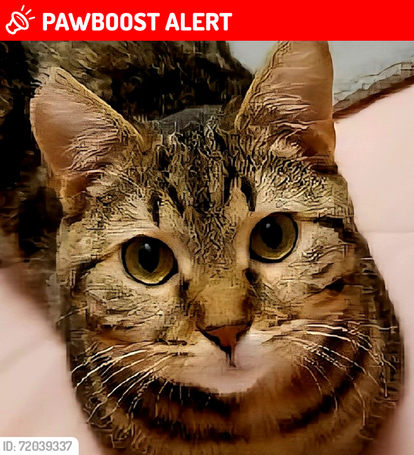 Lost Female Cat last seen Scenicview Dr. Broadview HTS.oh., Broadview Heights, OH 44147