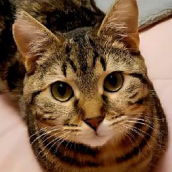 Lost Female Cat last seen Scenicview Dr. Broadview HTS.oh., Broadview Heights, OH 44147