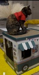 Lost Male Cat last seen Grand bay apmts , Baytown, TX 77521