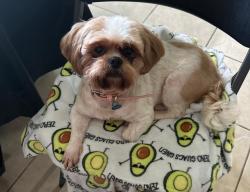 Lost Female Dog last seen Tawny Wood ct and Kenswick Dr, Harris County, TX 77338