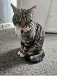 Lost Male Cat last seen Brackenhayes Close, Ipswich, England 