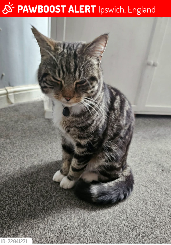 Lost Male Cat last seen Brackenhayes Close, Ipswich, England 