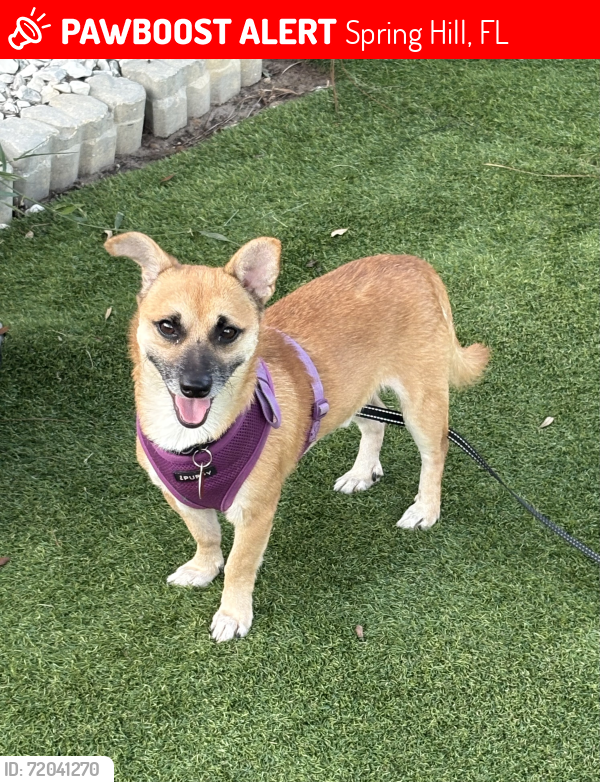 Lost Male Dog last seen Near Vicksburg Rd., Spring Hill, Florida, Spring Hill, FL 34608