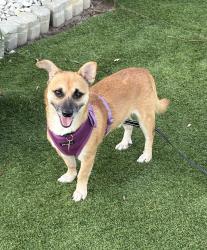Lost Male Dog last seen Near Vicksburg Rd., Spring Hill, Florida, Spring Hill, FL 34608