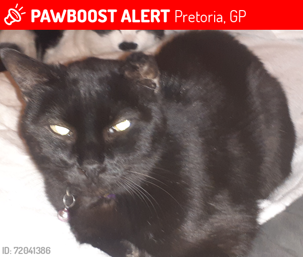 Lost Male Cat last seen Wegerla street, Pretoria, GP 0084