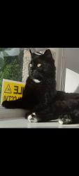 Lost Male Cat last seen Woodstock Aberdeen , Aberdeen City, Scotland AB24 3YT