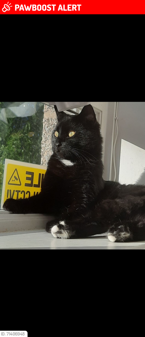 Lost Male Cat last seen Woodstock Aberdeen , Aberdeen City, Scotland AB24 3YT