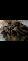 Lost Male Cat last seen Marybell , Stafford Township, NJ 08050