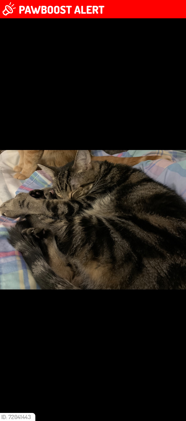 Lost Male Cat last seen Marybell , Stafford Township, NJ 08050