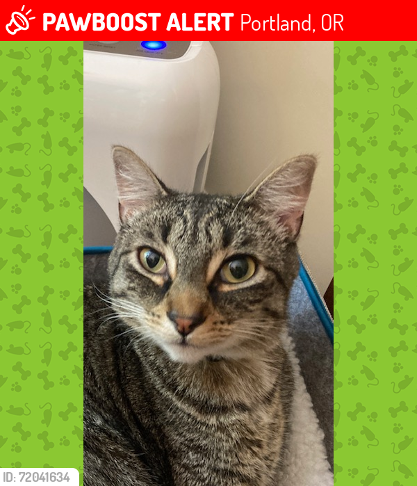 Lost Male Cat last seen SW Patton & 44th, Portland, OR 97221