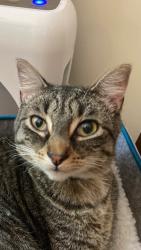 Lost Male Cat last seen SW Patton & 44th, Portland, OR 97221