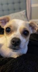 Lost Female Dog last seen Forest hill Dr and Shelby rd, Fort Worth, TX 76140