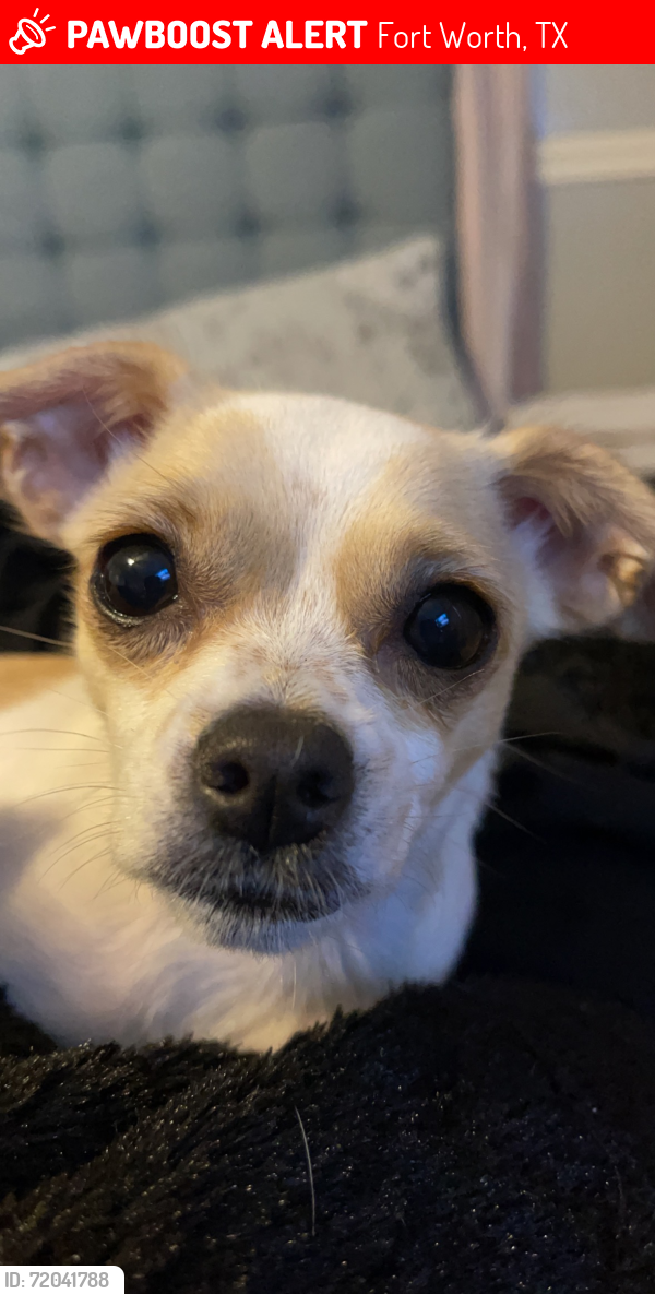 Lost Female Dog last seen Forest hill Dr and Shelby rd, Fort Worth, TX 76140