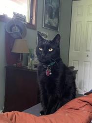 Lost Male Cat last seen Skyland Dr, Hinckley Township, OH 44233