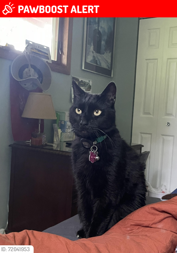 Lost Male Cat last seen Skyland Dr, Hinckley Township, OH 44233