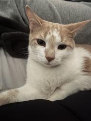 Lost Male Cat last seen Near N 8th st, Marshalltown, IA 50158