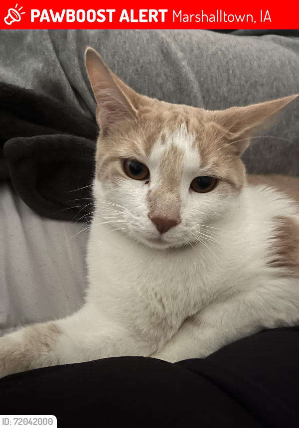 Lost Male Cat last seen Near N 8th st, Marshalltown, IA 50158
