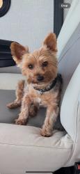 Lost Male Dog last seen Newport Dunes Waterfront Resort & Marina, Newport Beach, CA 92660